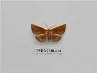 藏品(尺蛾285)的圖片